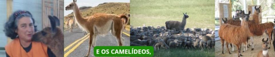 E os camelídeos