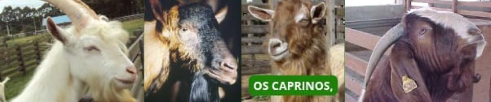 os caprinos