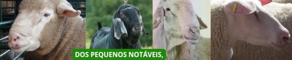 pequenos notáveis