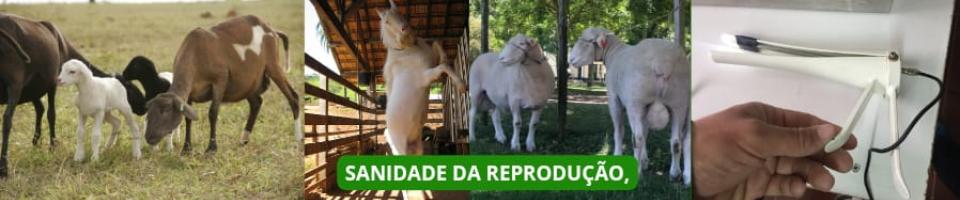 Sanidade da Reprodução