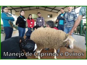 Manejo de Caprinos e Ovinos