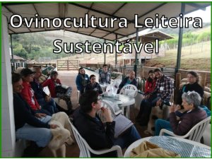 Ovinocultura Leiteira Sustentável